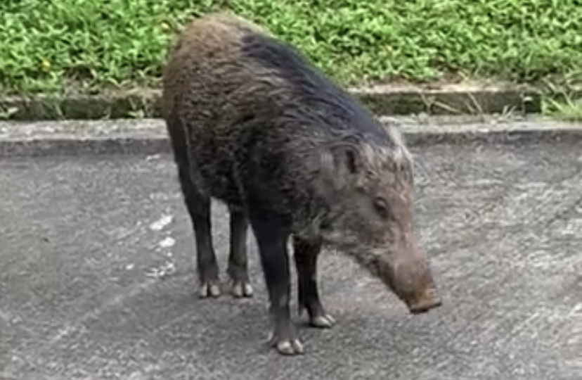 裏山のイノシシ