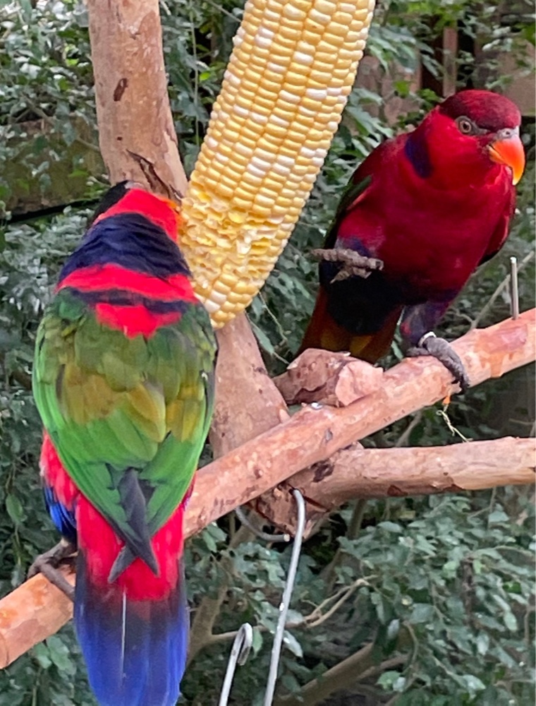 香港公園散歩オウム２