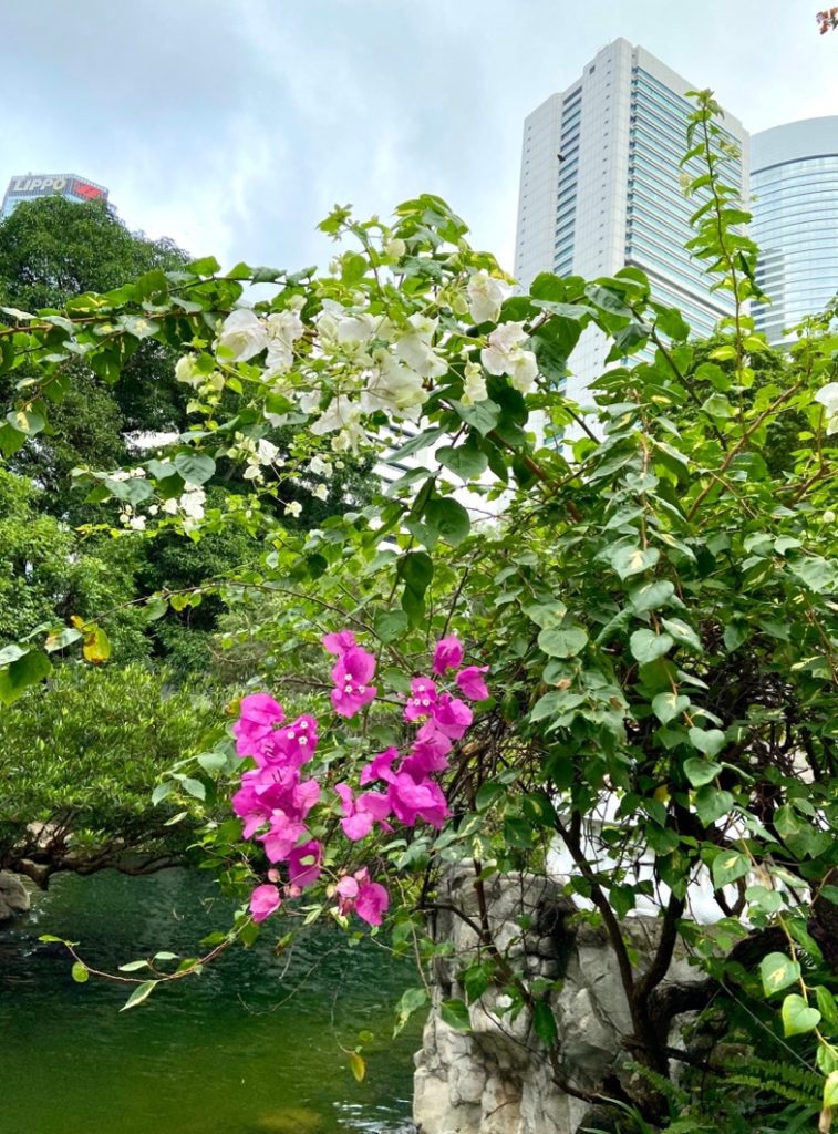 香港公園ブーゲンビリア