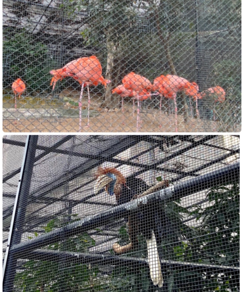香港動植物鳥