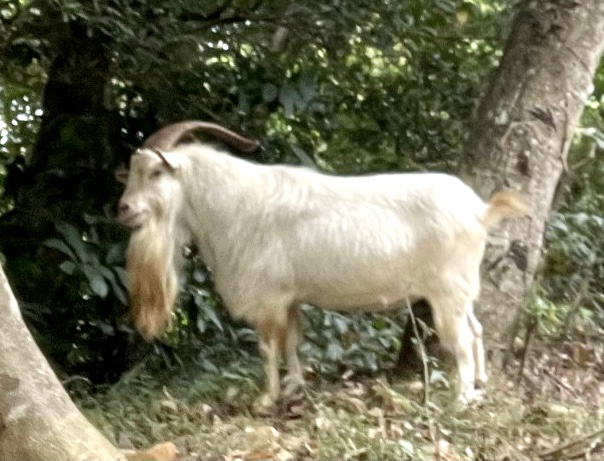 野生動物ヤギ表紙