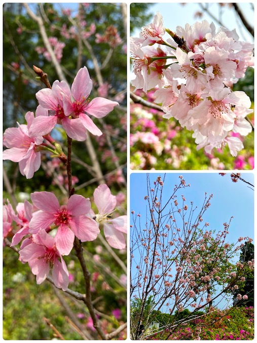 ライチコック公園桜