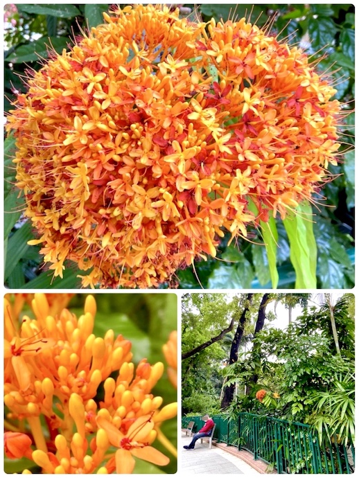 ムユウジュ香港動植物公園