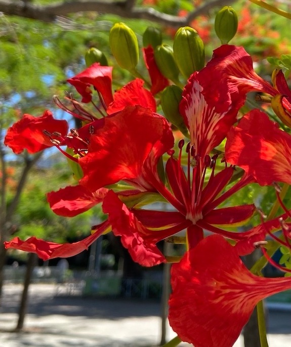 ホウオウボク鳳凰木ビクトリア公園花