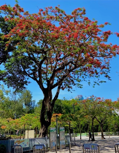 鳳凰木ビクトリア公園入口