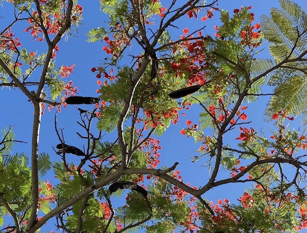 鳳凰木ビクトリア公園４