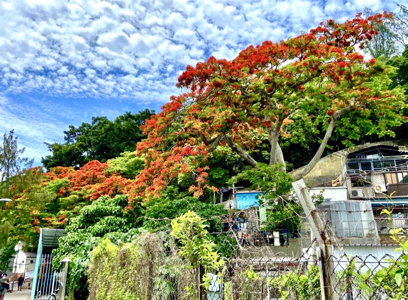 タイオー鳳凰木19