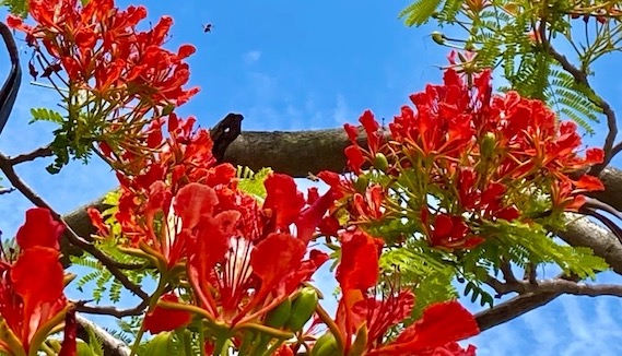 タイオー鳳凰木15